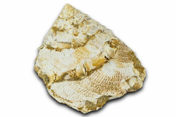 Miocene Fossil Sea Snail (Xenophora) Shell - France #367641